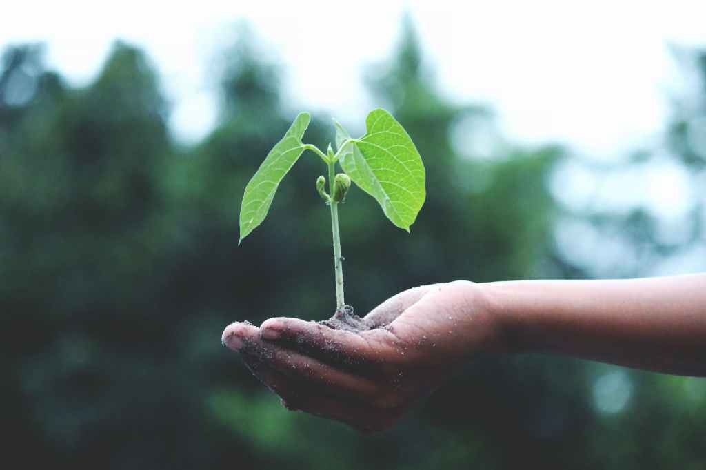 The Accidental Gardener
