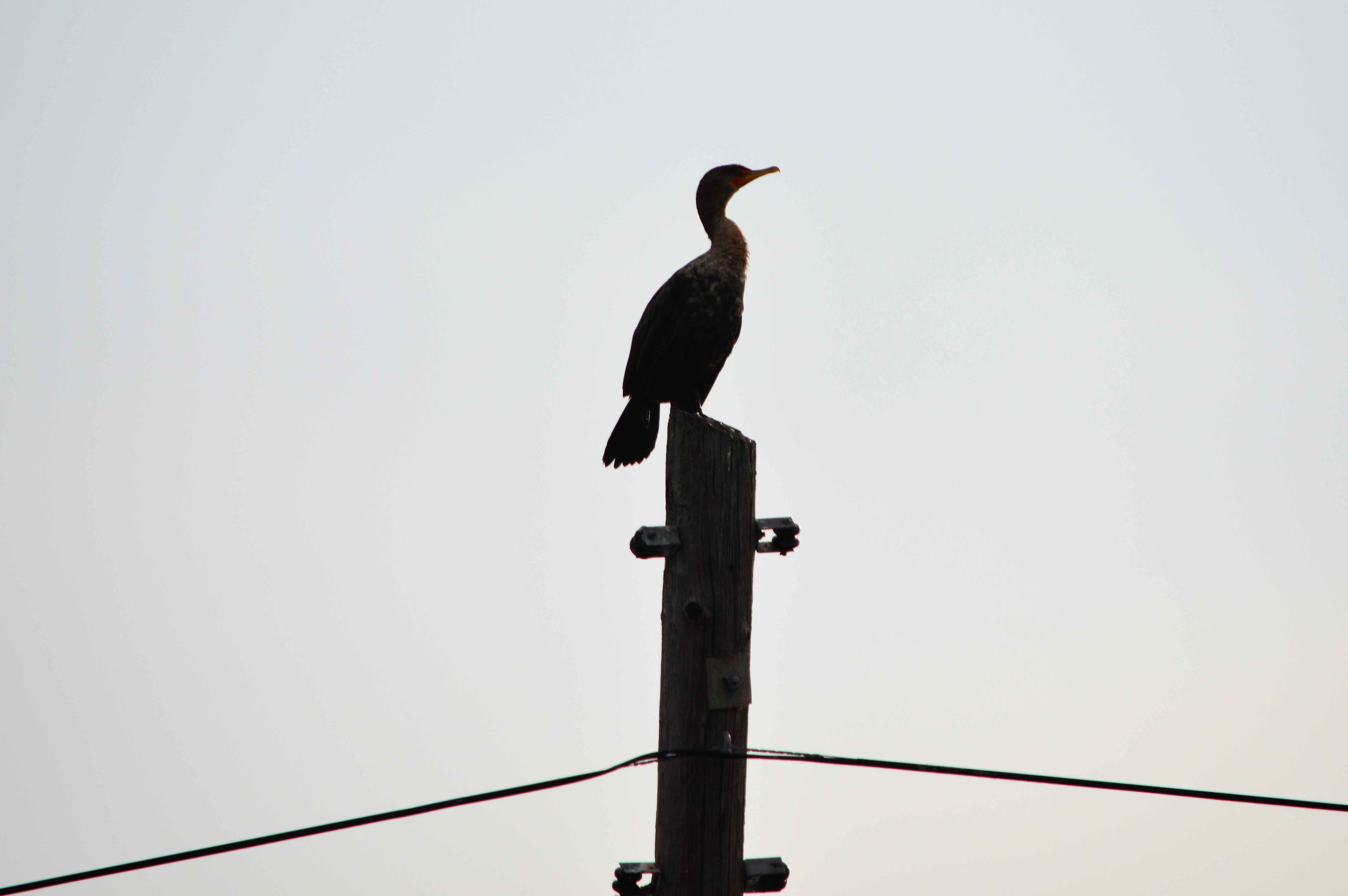 DSC_0026 (2)