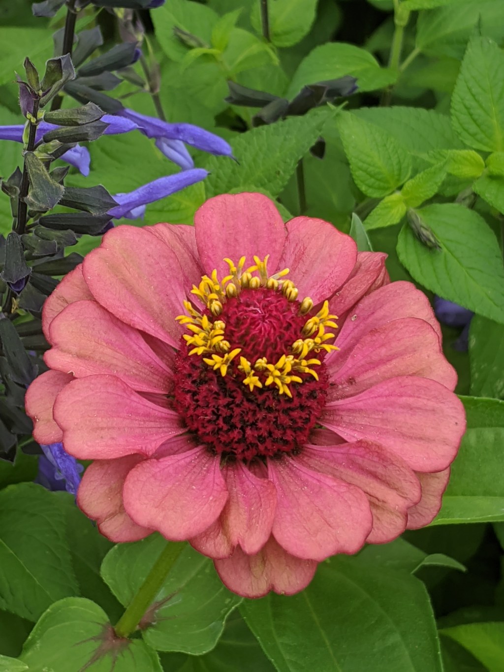 Garden Therapy