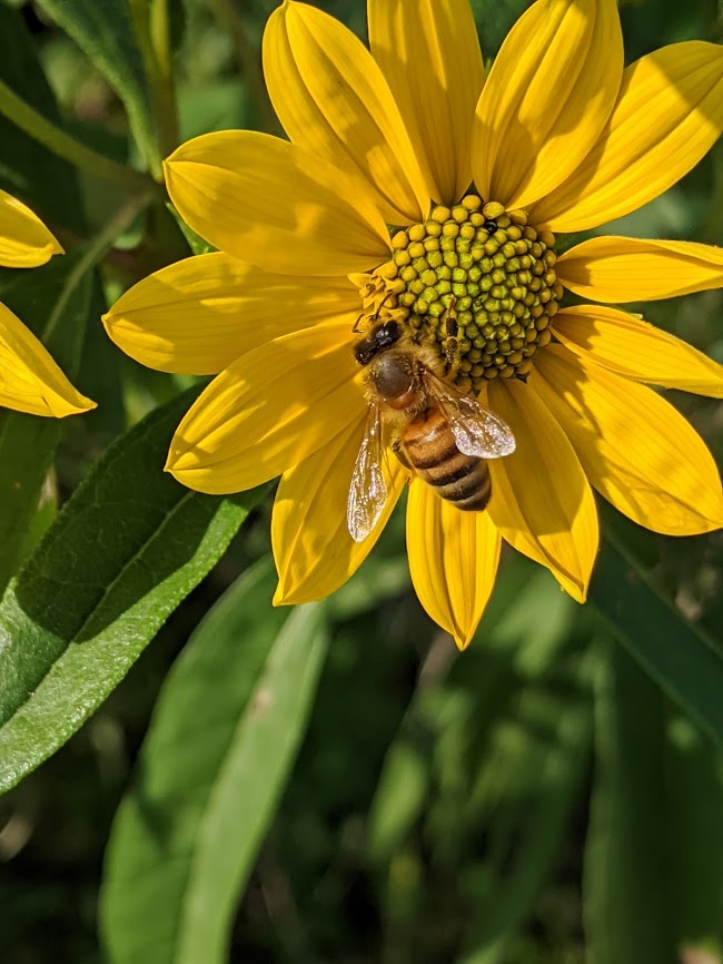A honeybee on a wild sunflower