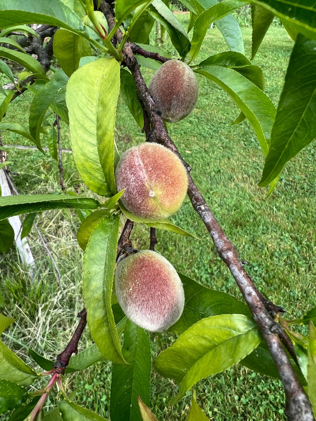 Movin’ to the country, gonna eat a lot of peaches