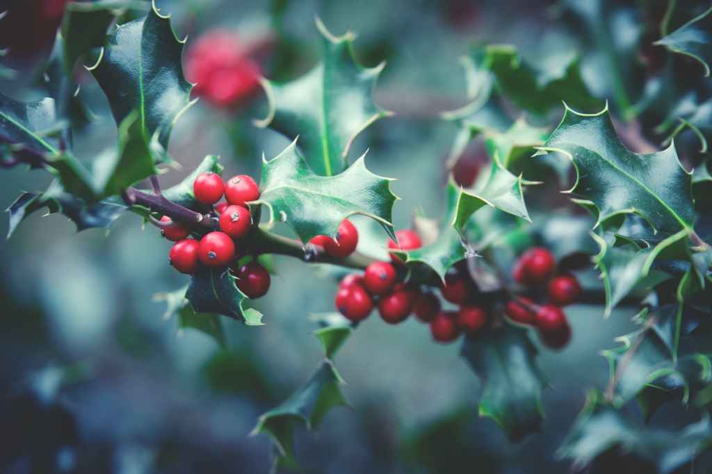 Holly Jolly