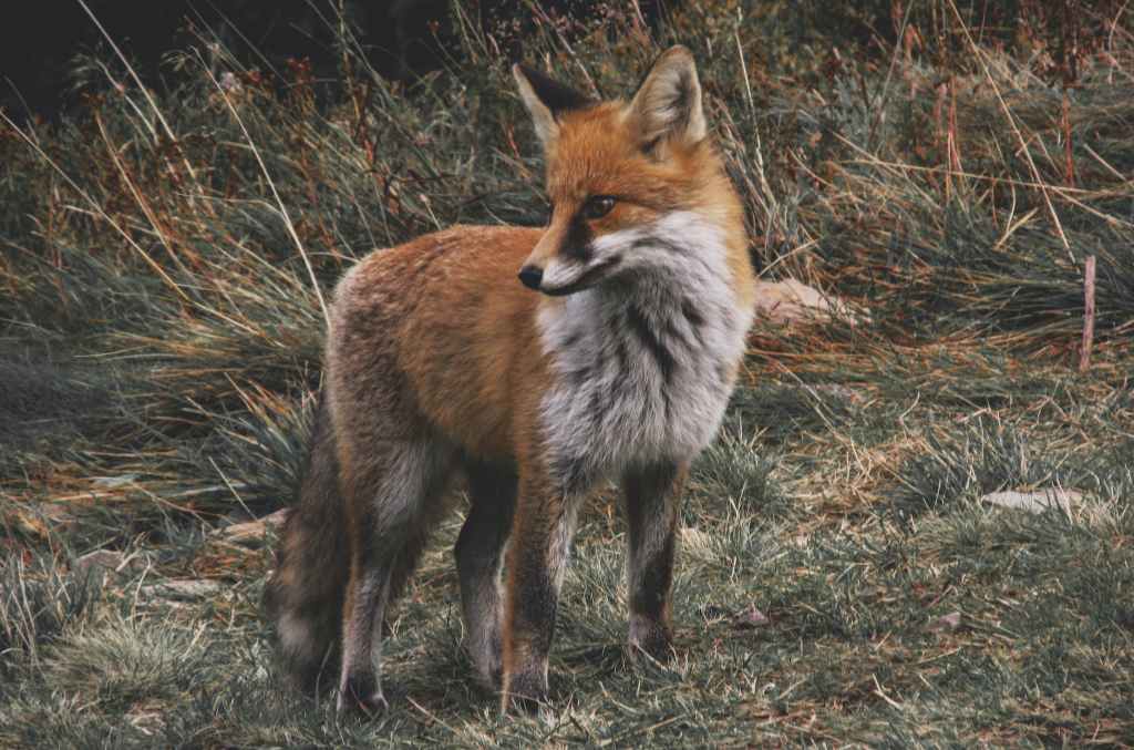 I’m so sorry, little fox
