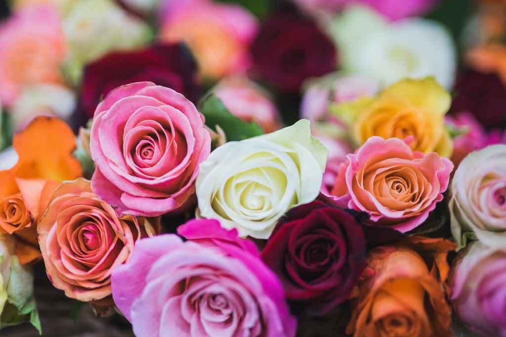 “It was June, and the world smelled of roses.”