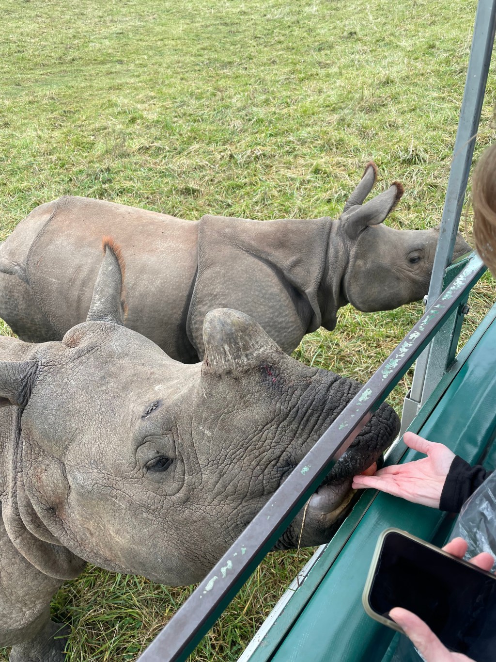 Rhino lips and giraffe slobber